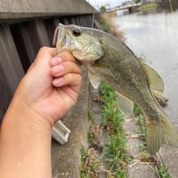 ラージマウスバス