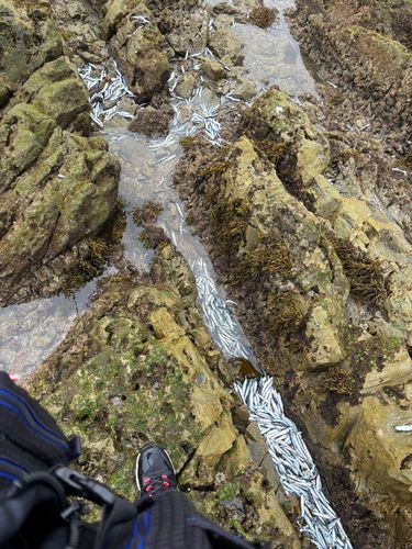 カタクチイワシ