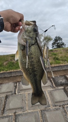 ブラックバスの釣果
