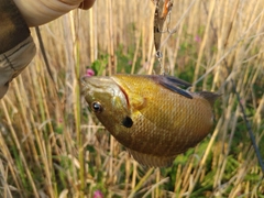 ブルーギルの釣果