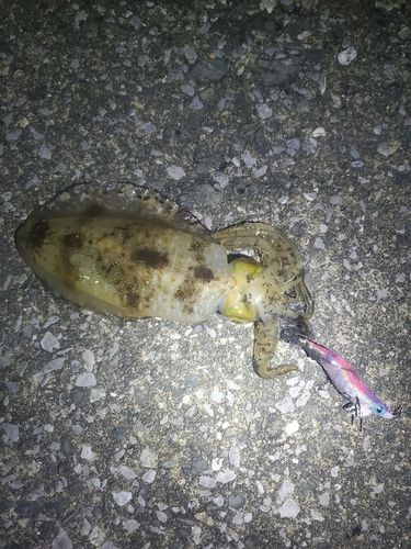 アオリイカの釣果