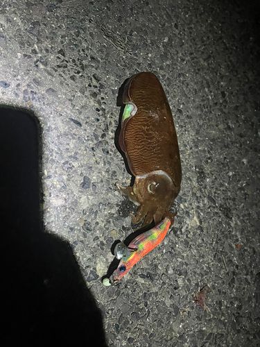 コウイカの釣果