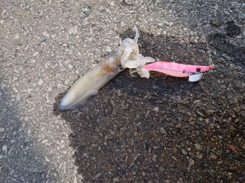 ヒイカの釣果
