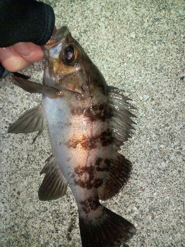 メバルの釣果