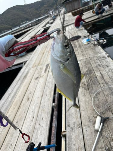 シマアジの釣果