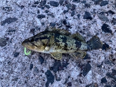 タケノコメバルの釣果