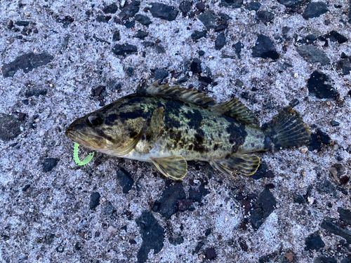 タケノコメバル