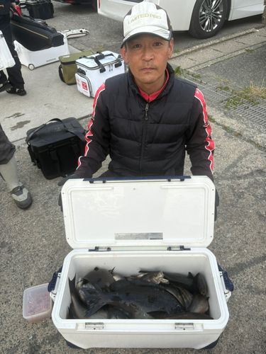 グレの釣果