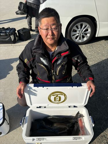 グレの釣果