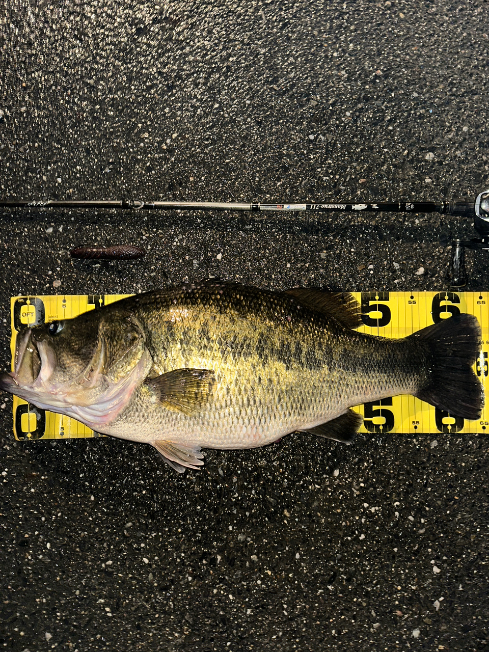 SHIMANO 18アンタレス DC MD XG LEFTの最安値・インプレ・釣果