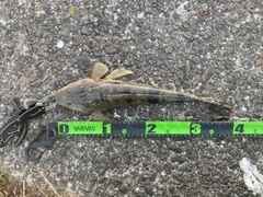 マゴチの釣果