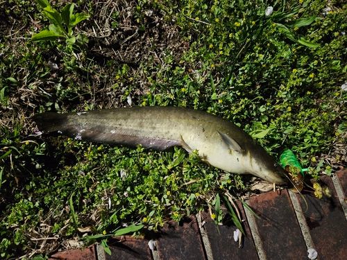ナマズの釣果