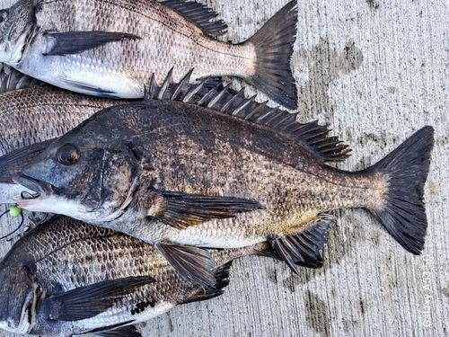 チヌの釣果