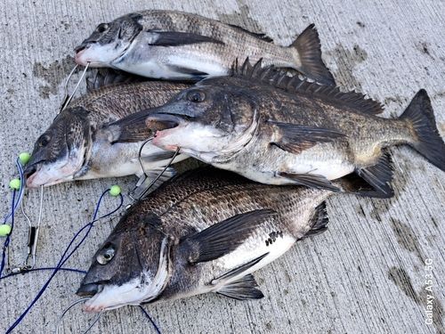 チヌの釣果