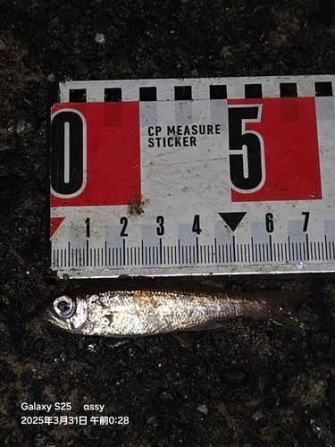 マアジの釣果