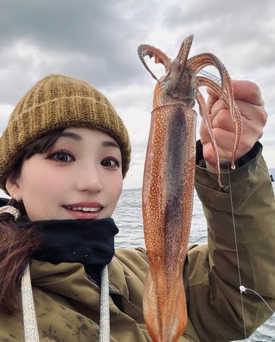 スルメイカの釣果
