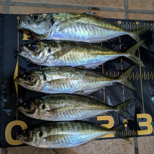 アジの釣果