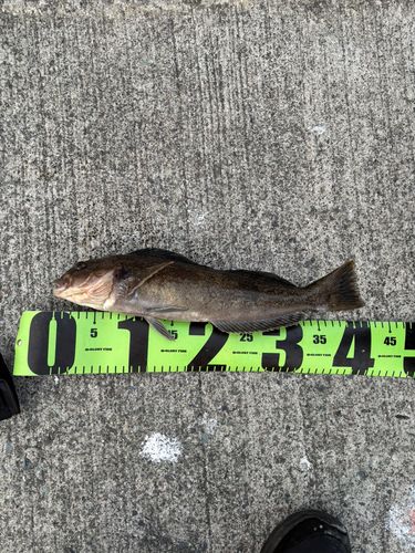 アイナメの釣果