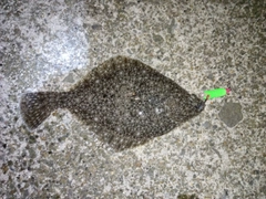 イシガレイの釣果