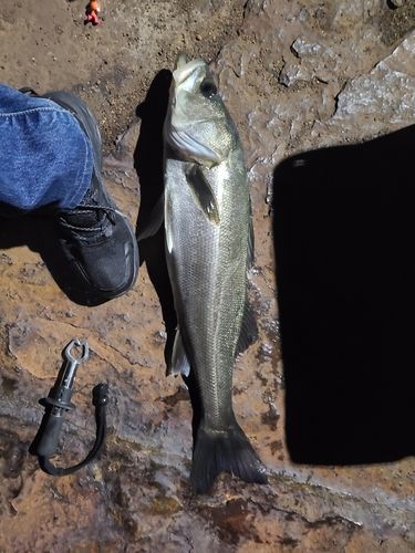 スズキの釣果
