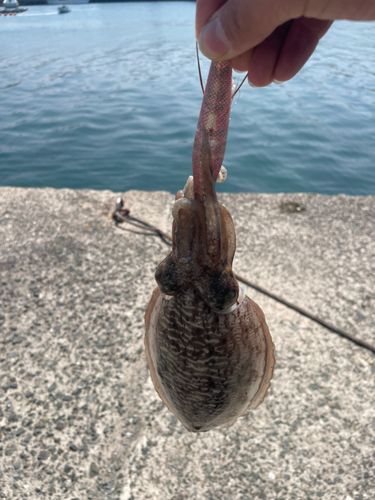 コウイカの釣果
