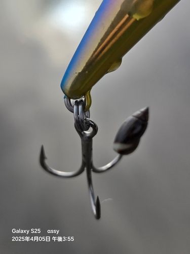 釣果
