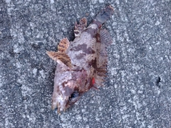 ヨロイメバルの釣果