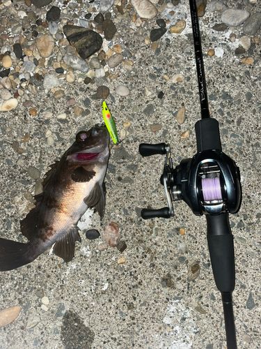 シロメバルの釣果