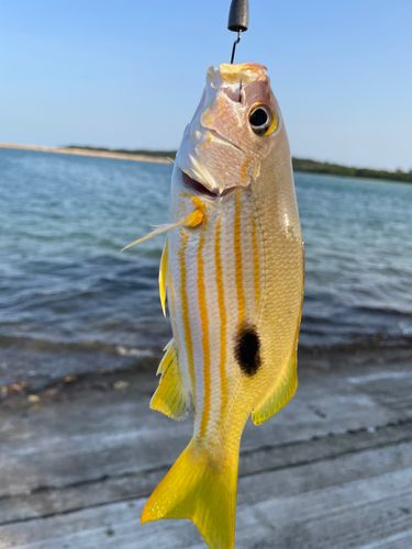 ヤマトビーの釣果