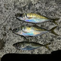 アジ