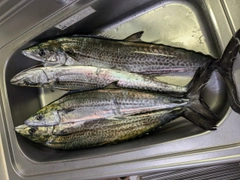 サワラの釣果