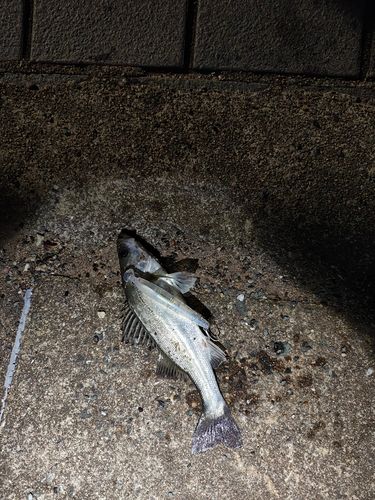 セイゴ（マルスズキ）の釣果