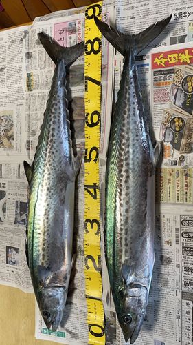 サワラの釣果