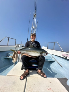 ヒラマサの釣果