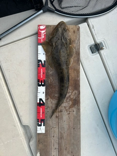 マゴチの釣果
