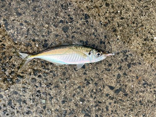 マアジの釣果