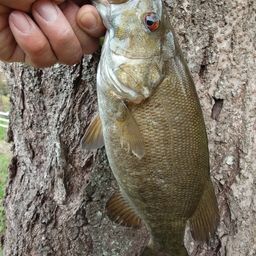 スモールマウスバス