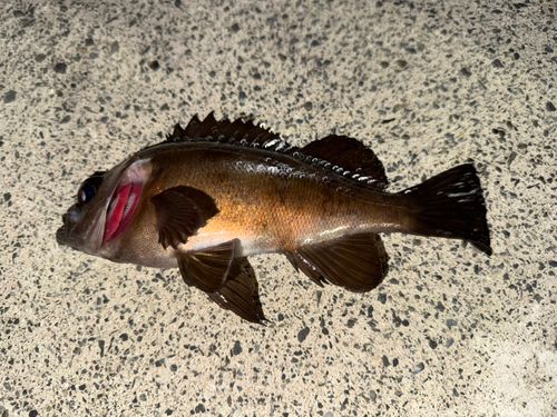 メバルの釣果