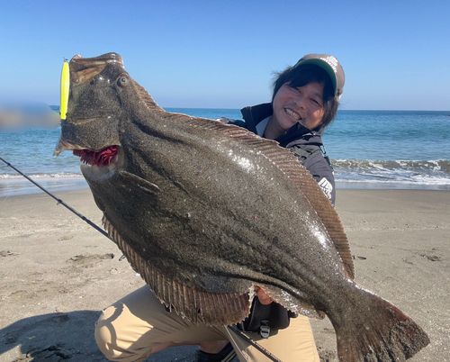 ヒラメの釣果
