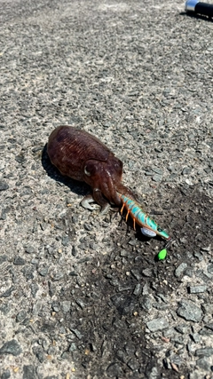 コウイカの釣果