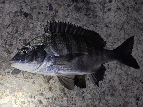 クロダイの釣果