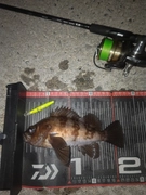 メバルの釣果