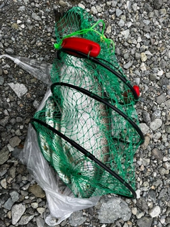 ニジマスの釣果