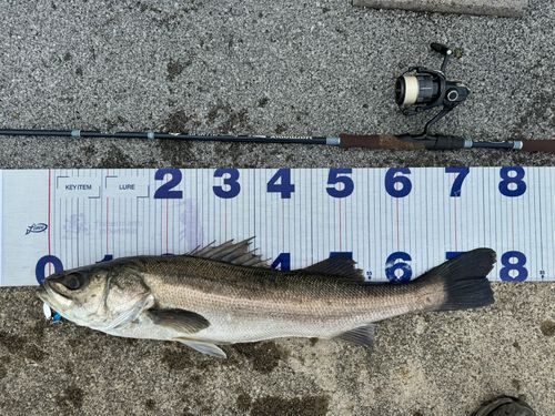 シーバスの釣果