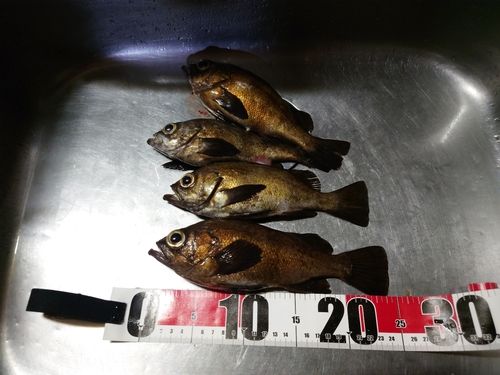 シロメバルの釣果