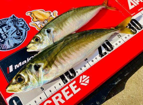 マルアジの釣果