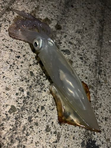 ヤリイカの釣果