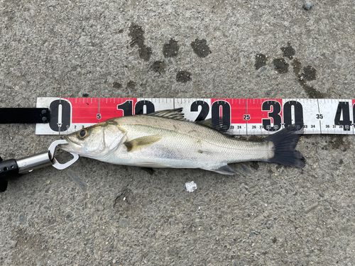 セイゴ（マルスズキ）の釣果