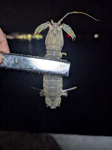 シャコエビの釣果