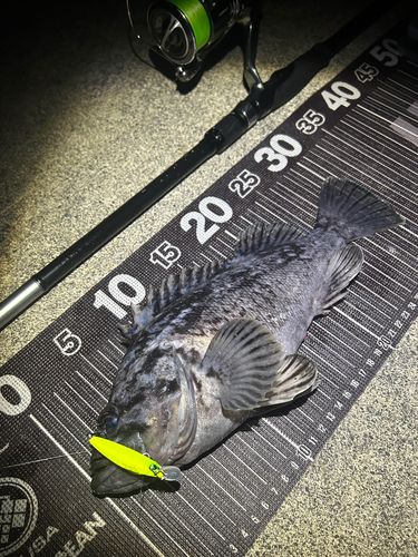 クロソイの釣果